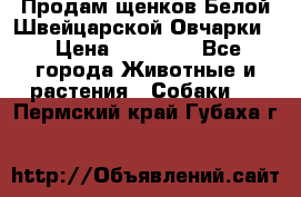 Продам щенков Белой Швейцарской Овчарки  › Цена ­ 20 000 - Все города Животные и растения » Собаки   . Пермский край,Губаха г.